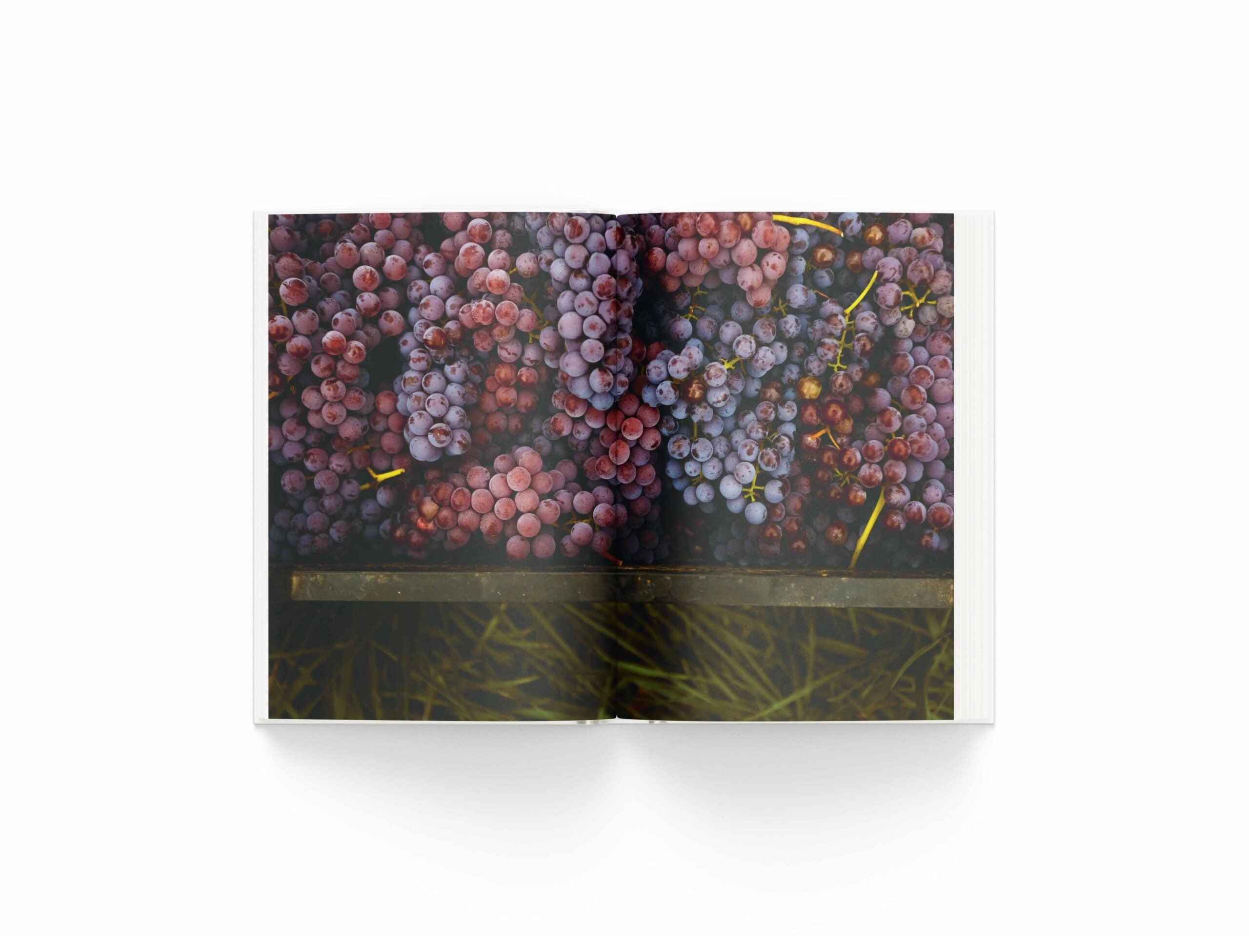The Untold Story of Ukrainian Winemaking